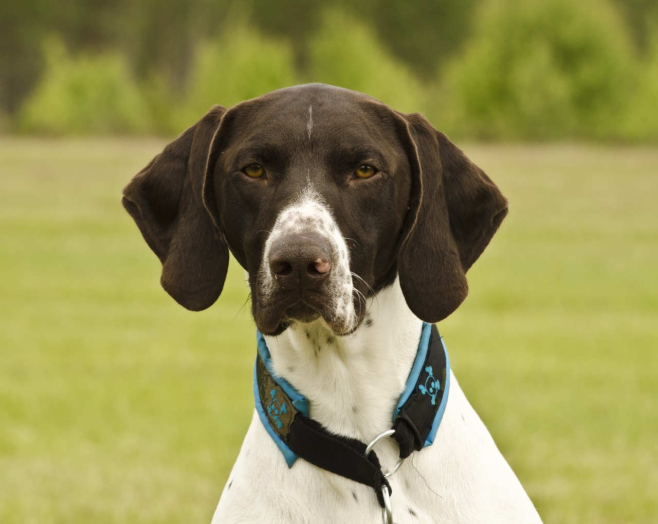 Exploring the Personality of the German Shorthaired Pointer